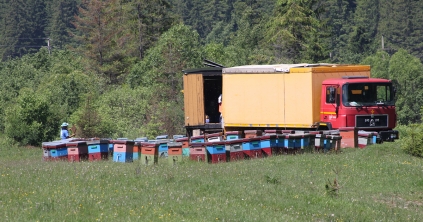 Fel kell készíteni a méhcsaládokat  a következő nektárgyűjtésre